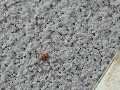 Orchestes steppensis