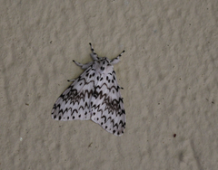 Lymantria singapura