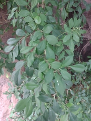 Murraya paniculata