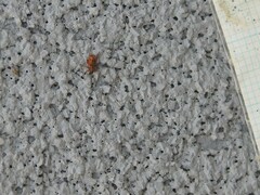 Orchestes steppensis