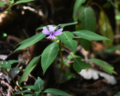 Impatiens kinabaluensis