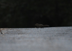 Sundasciurus everetti