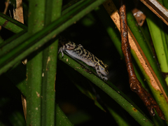 Cyrtodactylus baluensis