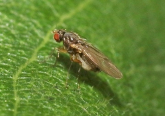 Ephydroidea