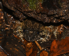 Limnonectes conspicillatus