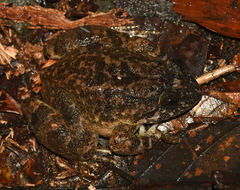 Limnonectes conspicillatus