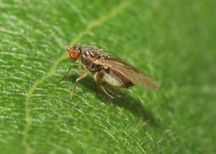Ephydroidea