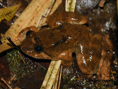 Limnonectes conspicillatus