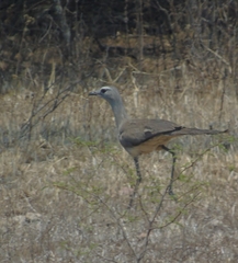 Chunga burmeisteri