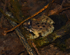 Limnonectes conspicillatus