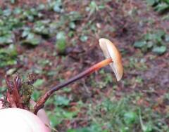 Heimiomyces fulvipes