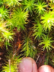 Polytrichum