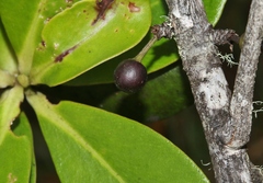 Myrsine lessertiana