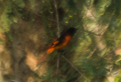 Pericrocotus flammeus