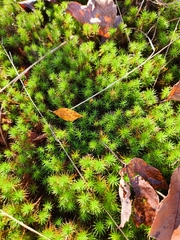 Polytrichum