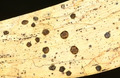 Coccomyces dentatus