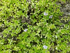 Bacopa monnieri