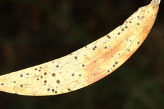 Coccomyces dentatus