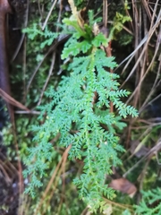 Selaginella pallescens