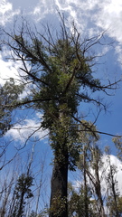 Eucalyptus fastigata