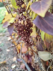 Hydrangea paniculata