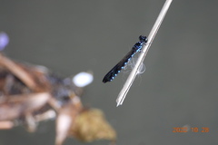 Heliocypha perforata