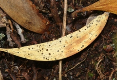 Coccomyces dentatus