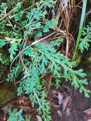 Selaginella pallescens