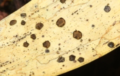 Coccomyces dentatus