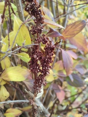 Hydrangea paniculata