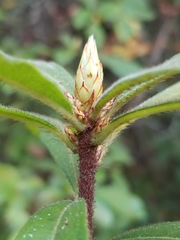 Rhododendron serrulatum