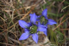 Gentiana autumnalis