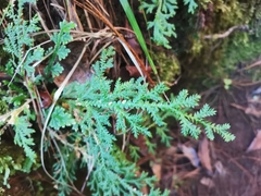 Selaginella pallescens