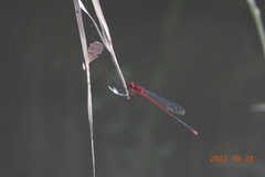 Pseudagrion pilidorsum