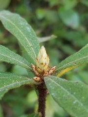 Rhododendron serrulatum