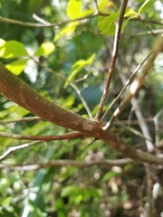 Rhododendron serrulatum