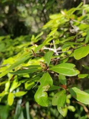 Rhododendron serrulatum