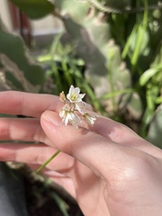 Nothoscordum gracile