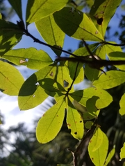 Rhododendron serrulatum