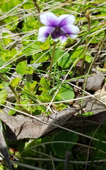 Viola