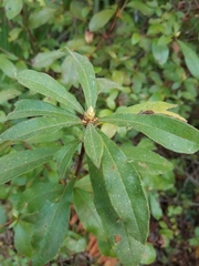 Rhododendron serrulatum