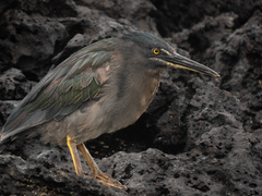 Butorides striata sundevalli