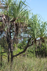 Pandanus cookii