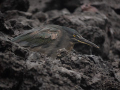 Butorides striata sundevalli