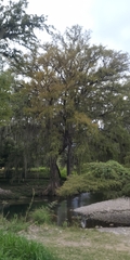 Taxodium mucronatum
