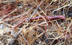 Lumbricus terrestris