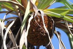 Pandanus cookii
