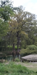 Taxodium mucronatum