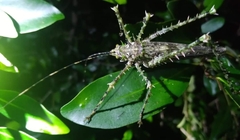 Phricta aberrans
