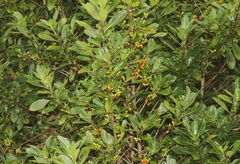 Coprosma rhynchocarpa